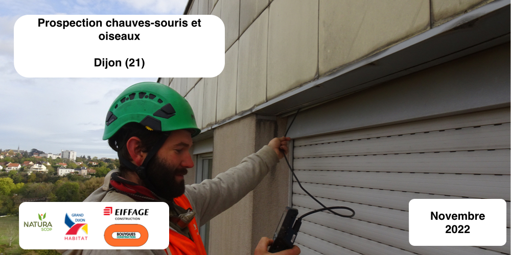 Prospection chauves-souris bâtis - Plan climat