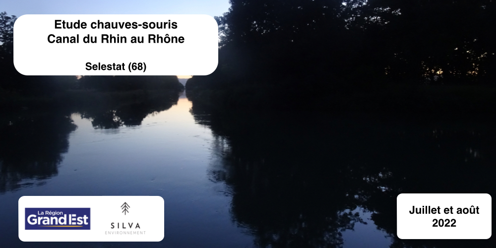 Étude chauves-souris - acoustique