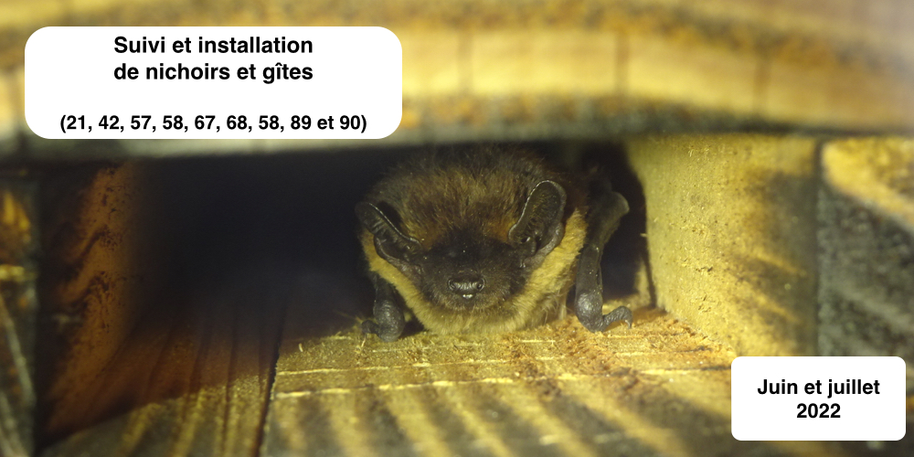 Suivi de nichoirs oiseaux et gites pour chauves-souris