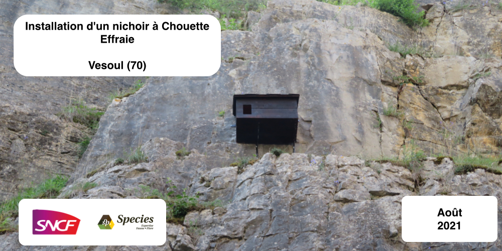 Nichoirs chouette effraie sur falaise
