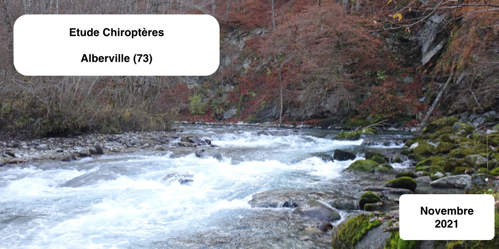 Etudes chauves-souris