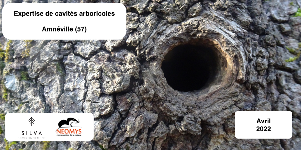 Inventaire chiroptère arbres - Expertise arboricole