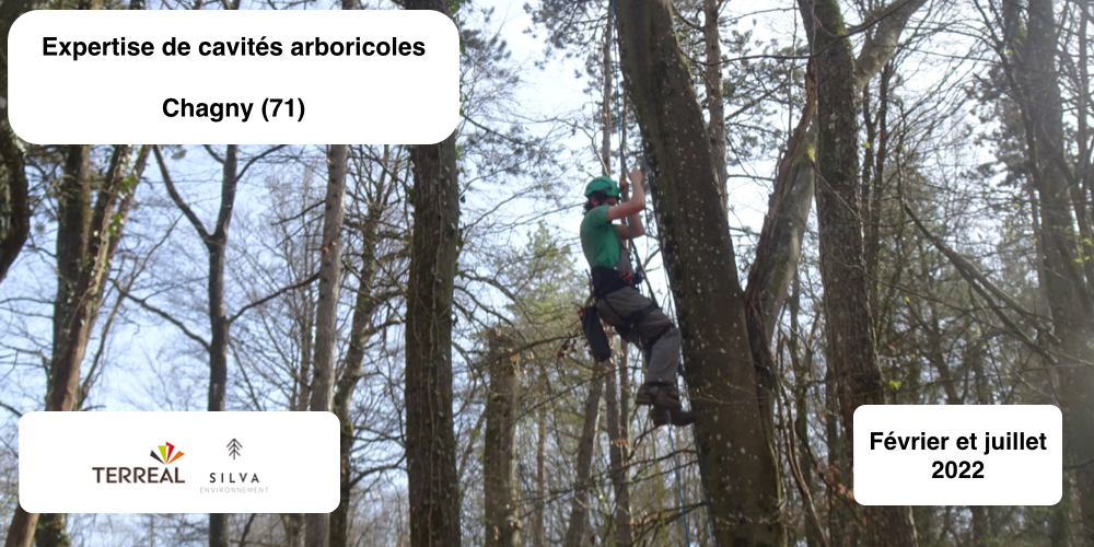 EXPERTISE ARBRE FAUNE