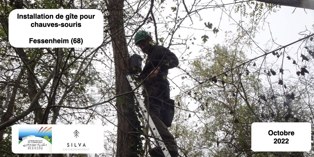 Installation de nichoirs et gite pour chauves-souris - oiseaux