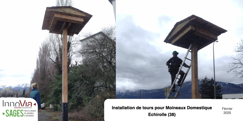 Tour Moineaux domestique